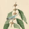 Audubon's Watercolors Pl. 49, Cerulean Warbler