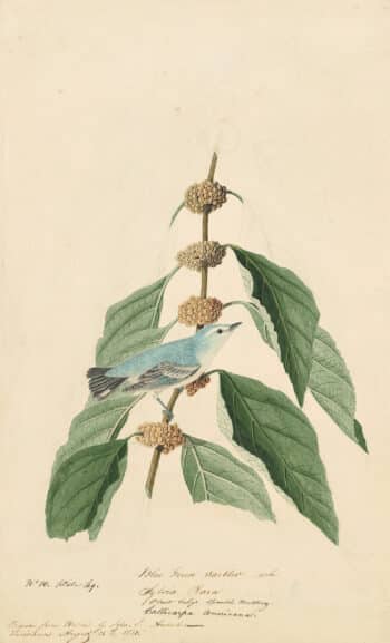 Audubon's Watercolors Pl. 49, Cerulean Warbler