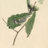 Audubon's Watercolors Pl. 50, Magnolia Warbler