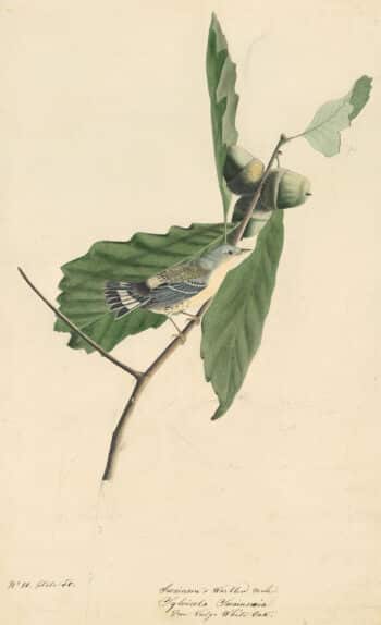 Audubon's Watercolors Pl. 50, Magnolia Warbler
