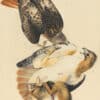 Audubon's Watercolors Pl. 51, Red-tailed Hawk