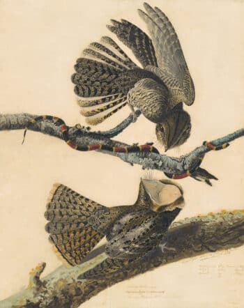 Audubon's Watercolors Pl. 52, Chuck-will's-widow