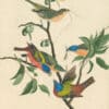 Audubon's Watercolors Pl. 53, Painted Bunting
