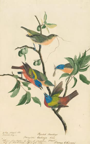 Audubon's Watercolors Pl. 53, Painted Bunting