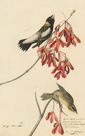 Audubon's Watercolors Pl. 54, Bobolink