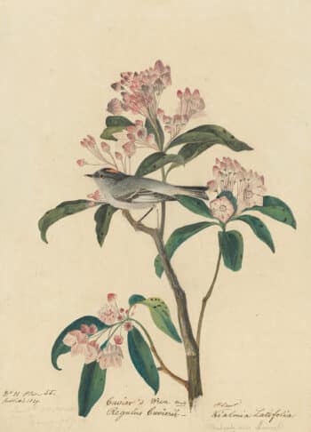 Audubon's Watercolors Pl. 55, Cuvier's Kinglet