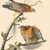 Audubon's Watercolors Pl. 56, Red-shouldered Hawk