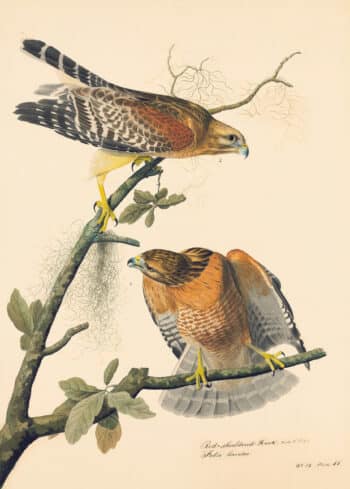 Audubon's Watercolors Pl. 56, Red-shouldered Hawk