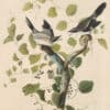 Audubon's Watercolors Pl. 57, Loggerhead Shrike