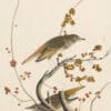 Audubon's Watercolors Pl. 58, Hermit Thrush