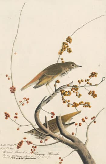 Audubon's Watercolors Pl. 58, Hermit Thrush