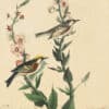 Audubon's Watercolors Pl. 59, Chestnut-sided Warbler