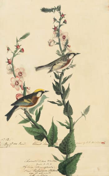 Audubon's Watercolors Pl. 59, Chestnut-sided Warbler