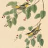 Audubon's Watercolors Pl. 60, Carbonated Swamp Warbler