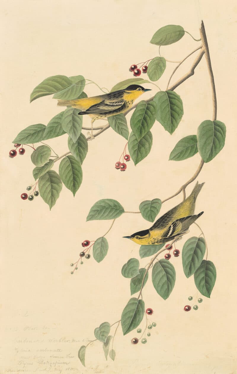 Audubon's Watercolors Pl. 60, Carbonated Swamp Warbler