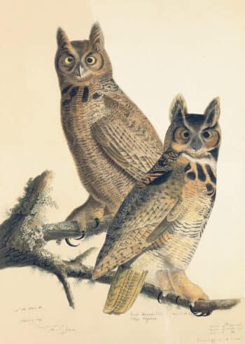 Audubon's Watercolors Pl. 61, Great Horned Owl