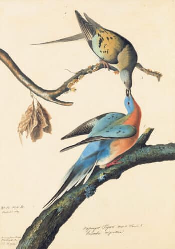 Audubon's Watercolors Pl. 62, Passenger Pigeon