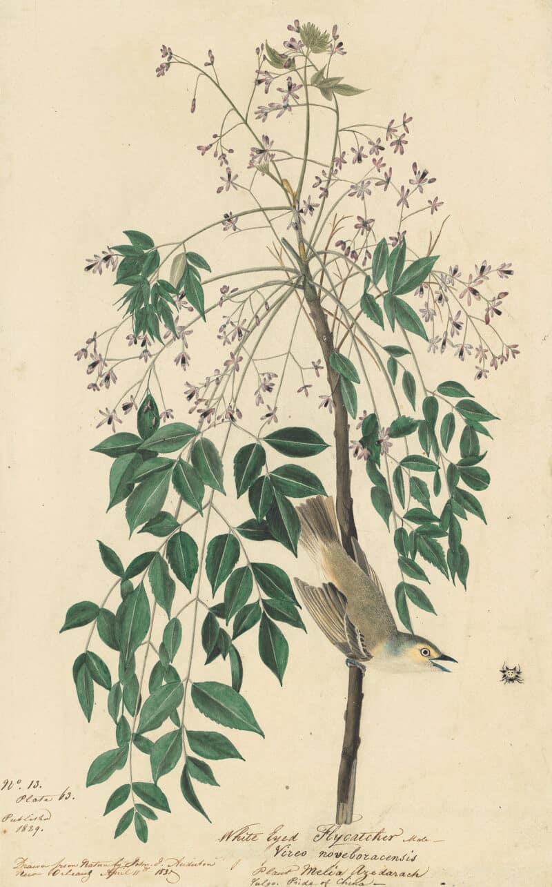 Audubon's Watercolors Pl. 63, White-eyed Vireo