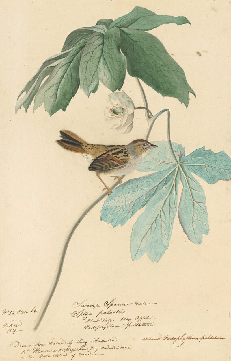 Audubon's Watercolors Pl. 64, Swamp Sparrow