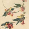 Audubon's Watercolors Pl. 65, Yellow Warbler
