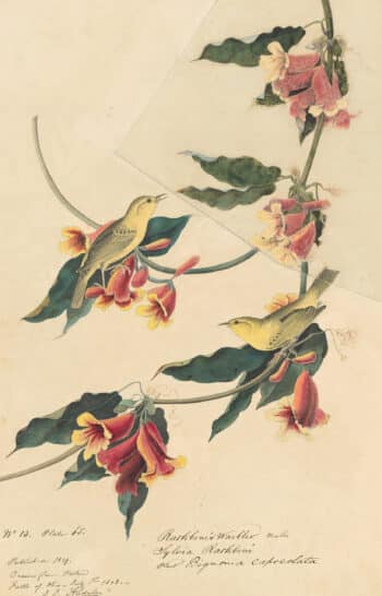 Audubon's Watercolors Pl. 65, Yellow Warbler