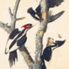 Audubon's Watercolors Pl. 66, Ivory-billed Woodpecker