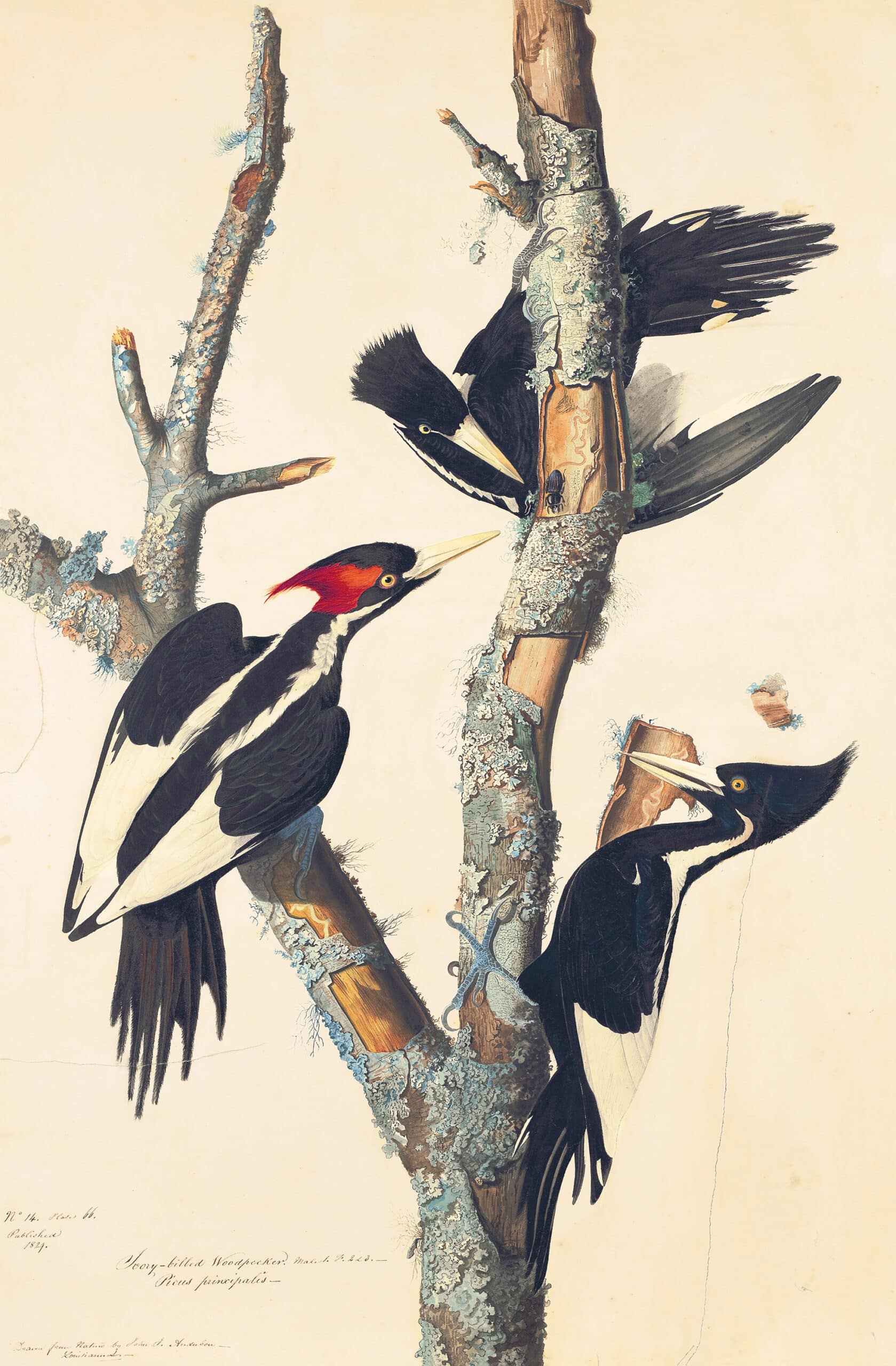 Audubon's Watercolors Pl. 66, Ivory-billed Woodpecker