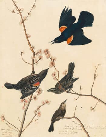 Audubon's Watercolors Pl. 67, Red Winged Blackbird