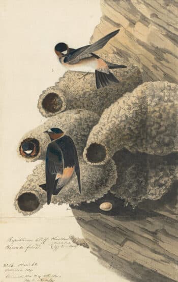 Audubon's Watercolors Pl. 68, Cliff Swallow