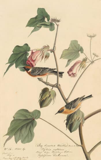 Audubon's Watercolors Pl. 69, Bay-breasted warbler