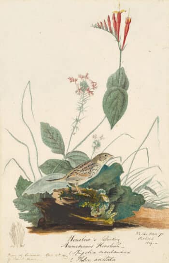 Audubon's Watercolors Pl. 70, Henslow's Sparrow
