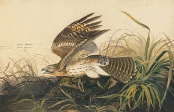 Audubon's Watercolors Pl. 71, Winter Hawk