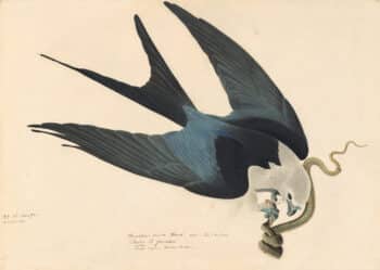 Audubon's Watercolors Pl. 72, Swallow-tailed Kite