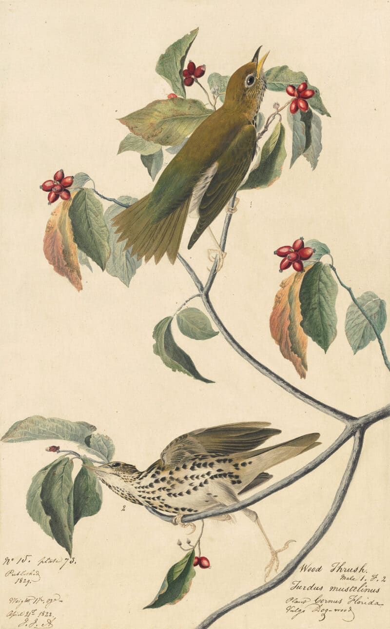 Audubon's Watercolors Pl. 73, Wood Thrush