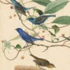 Audubon's Watercolors Pl. 74, Indigo Bunting
