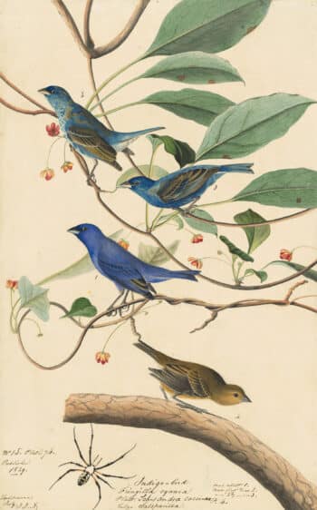 Audubon's Watercolors Pl. 74, Indigo Bunting