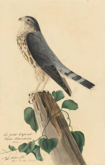 Audubon's Watercolors Pl. 75, Merlin