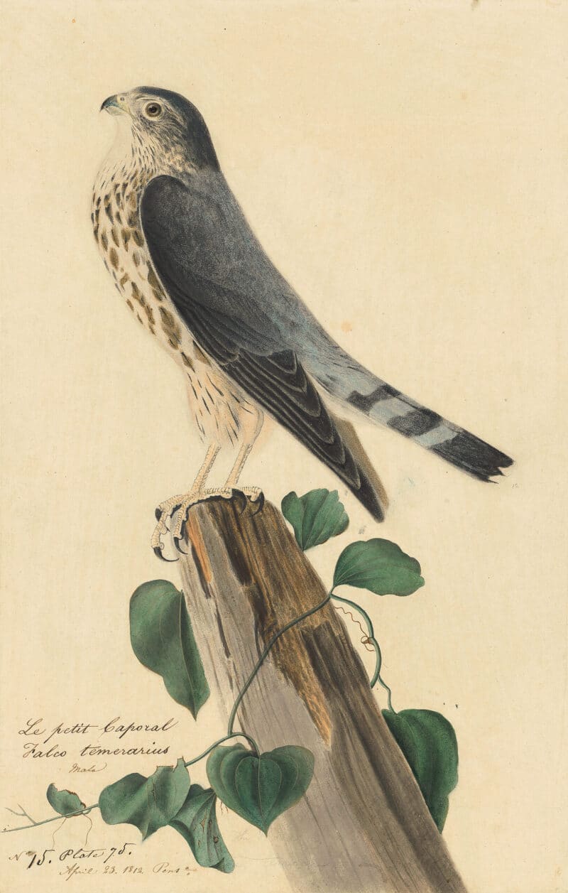 Audubon's Watercolors Pl. 75, Merlin