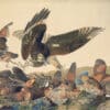Audubon's Watercolors Pl. 76, Virginian Partridge