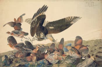 Audubon's Watercolors Pl. 76, Virginian Partridge