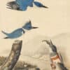 Audubon's Watercolors Pl. 77, Belted Kingfisher