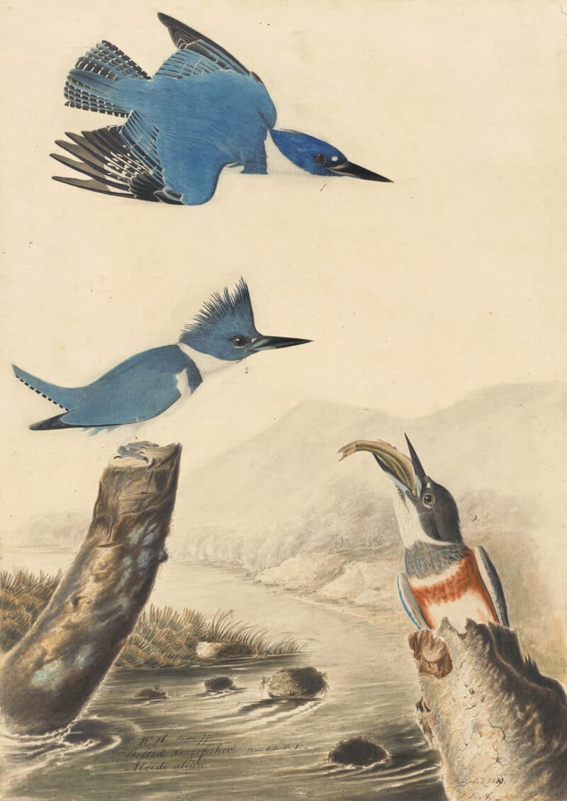 Audubon's Watercolors Pl. 77, Belted Kingfisher