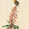 Audubon's Watercolors Pl. 78, Carolina Wren