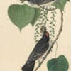 Audubon's Watercolors Pl. 79, Eastern Kingbird