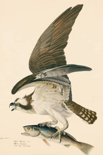 Audubon's Watercolors Pl. 81, Fish Hawk or Osprey