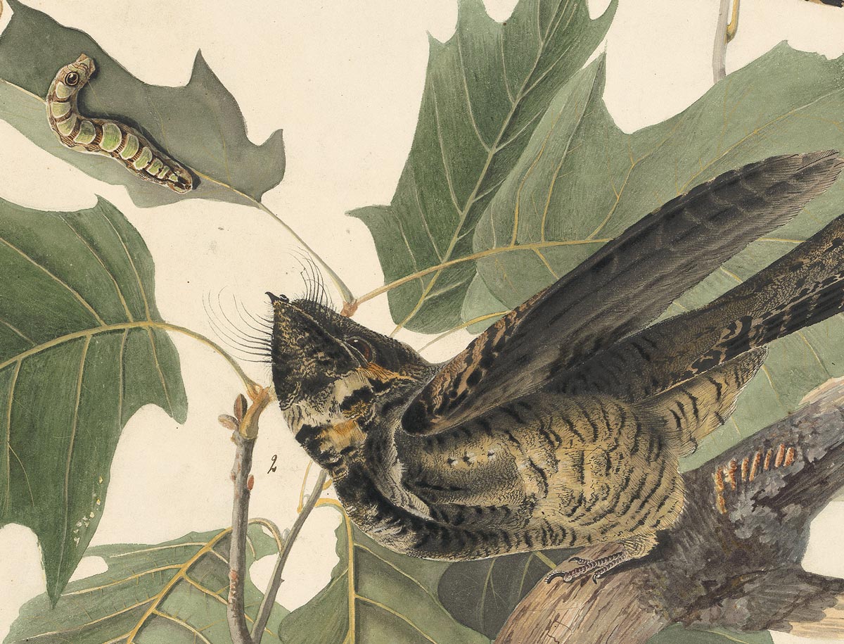 Detail 1 - Audubon's Watercolors Pl. 82, Whip-poor-will