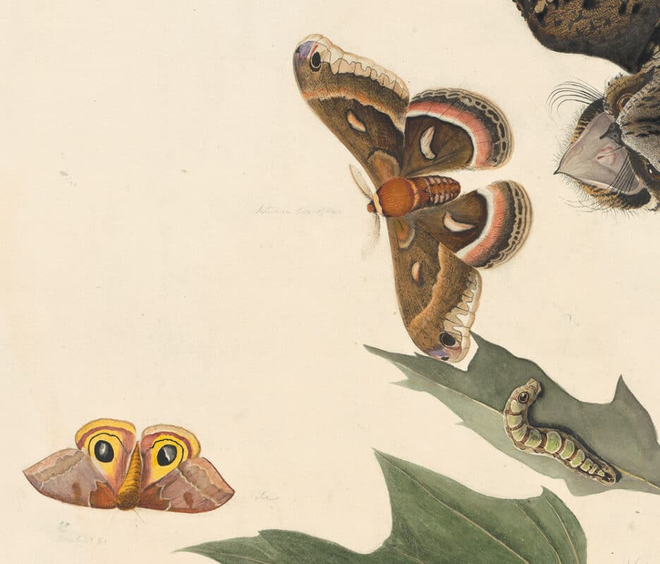 Detail 2 - Audubon's Watercolors Pl. 82, Whip-poor-will