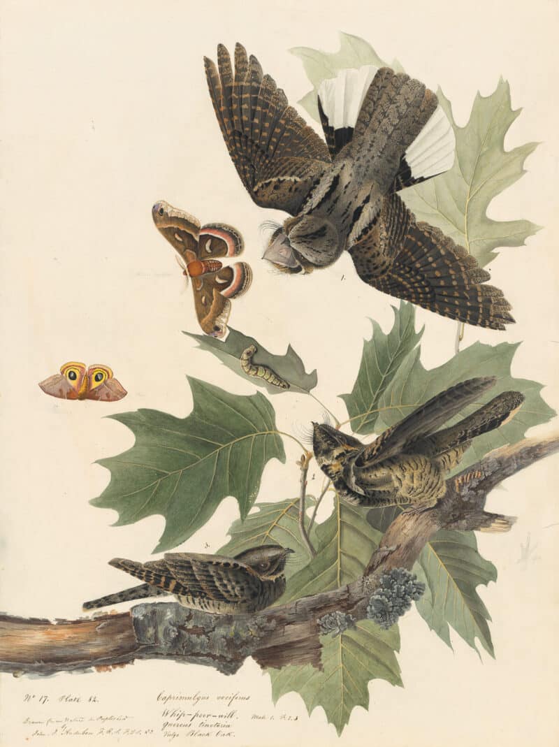 Audubon's Watercolors Pl. 82, Whip-poor-will