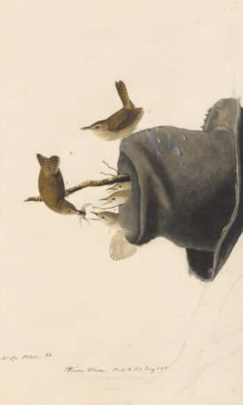 Audubon's Watercolors Pl. 83, House Wren