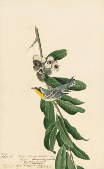 Audubon's Watercolors Pl. 85, Yellow-throated warbler